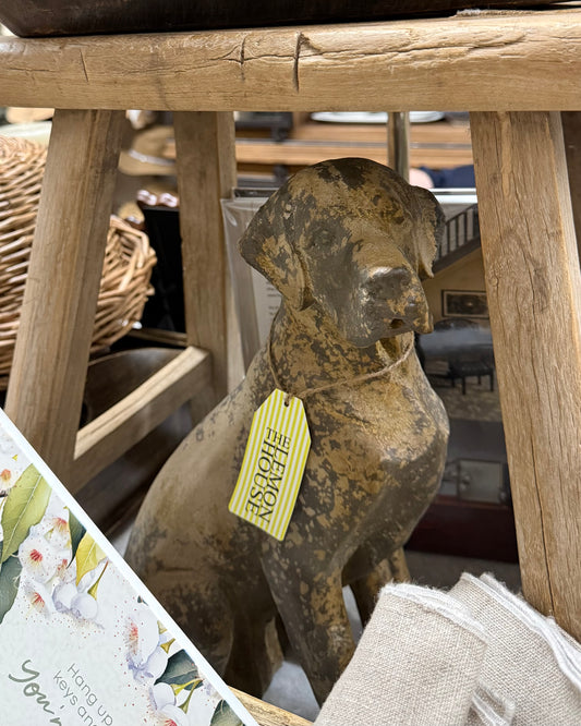 Baron the Retriever Dog