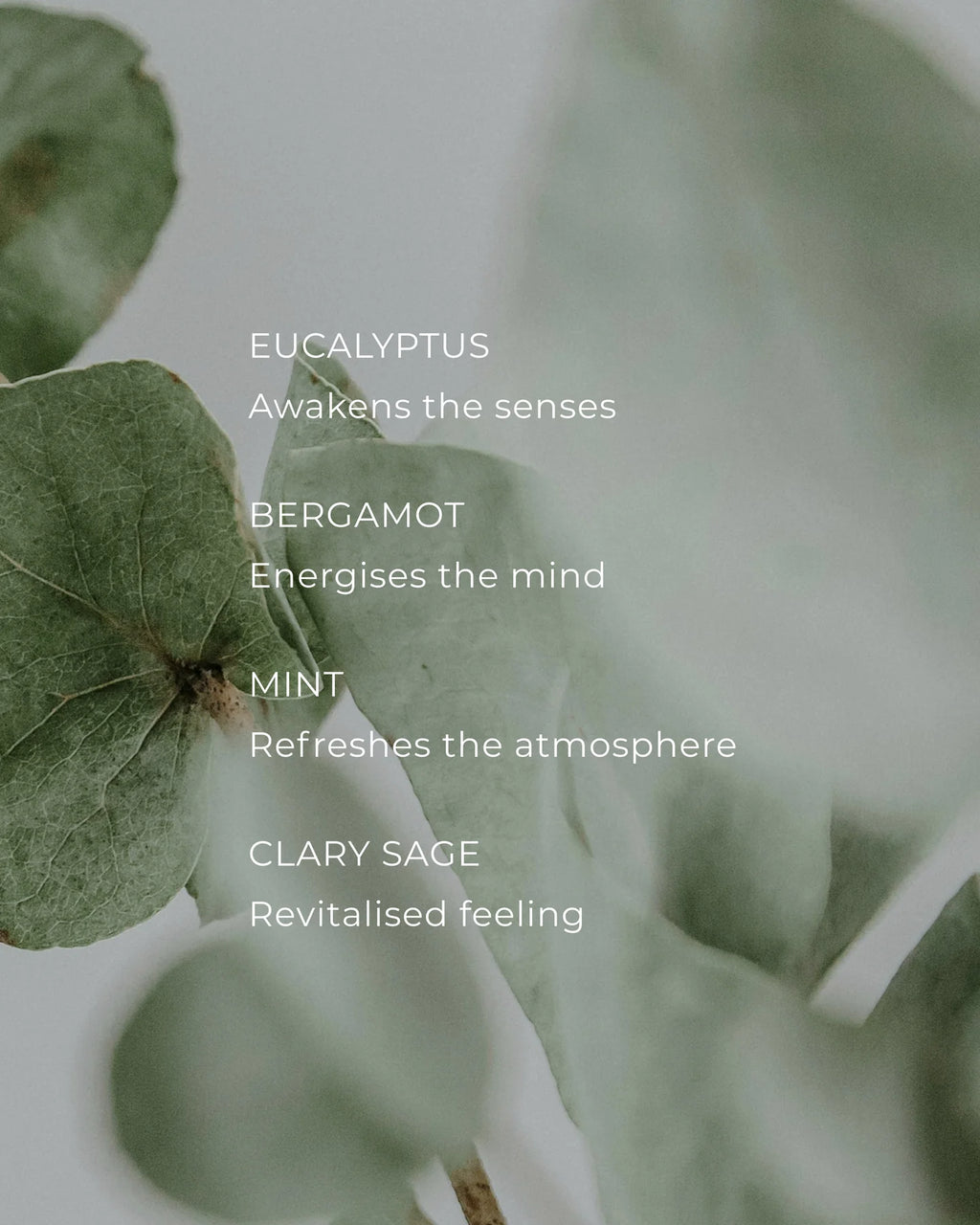 Circa Eucalyptus & Bergamot Candle - 300g