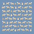 Red Tractor Sheep on Blue - Cotton Hanky
