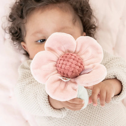 Baby's Rattle Flower